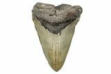 Bargain, Fossil Megalodon Tooth - North Carolina #343388-1